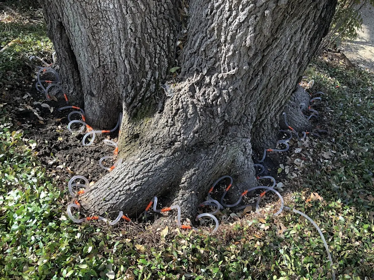 Detailed Tree Cabling and Bracing job site in Frazeysburg