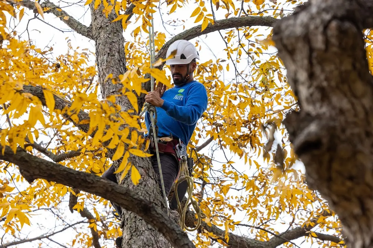 Skilled Tree Planting crew working in Frazeysburg